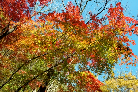Colorful maple leaf background in autumn, Liaoning Chinaの写真素材