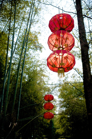 Lanterns hanging in bamboo forestの写真素材