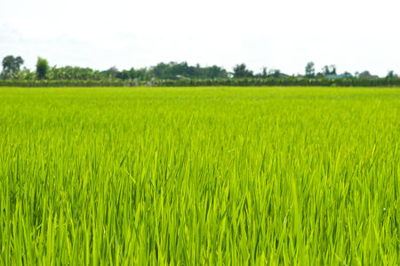 Green Grass landscape in the farmland in Vietnamの写真素材