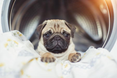 Puppy pug lies on the bed linen in the washing machine.の写真素材