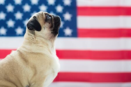 Beautiful beige puppy pug on the background of the American flag on Independence Day.