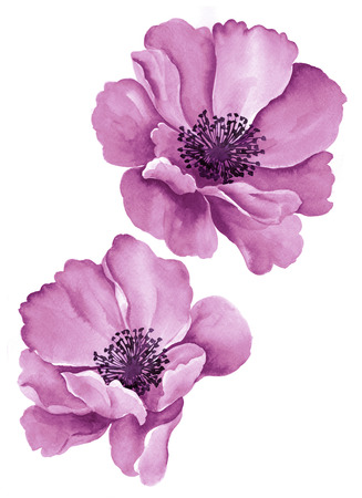 watercolor illustration flowersの写真素材