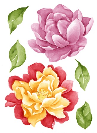 watercolor illustration flower set in simple white backgroundの写真素材
