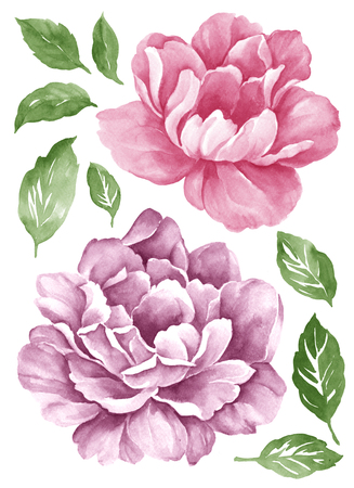 watercolor illustration flower set in simple white backgroundの写真素材