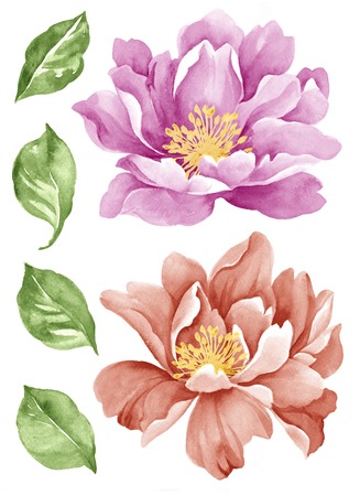 watercolor illustration flower set in simple white backgroundの写真素材