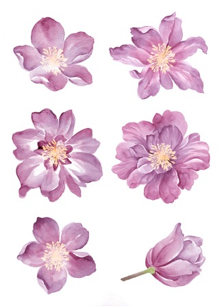 watercolor illustration flower set in simple white backgroundの写真素材