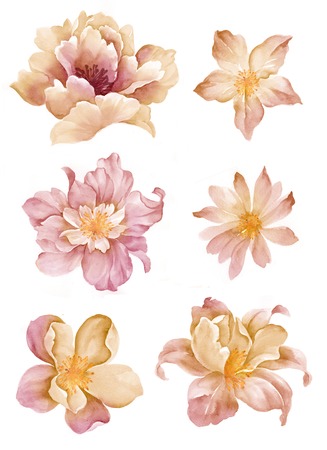 watercolor illustration flower set in simple white backgroundの写真素材
