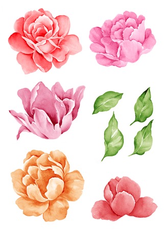 watercolor illustration flower set in simple white backgroundの写真素材