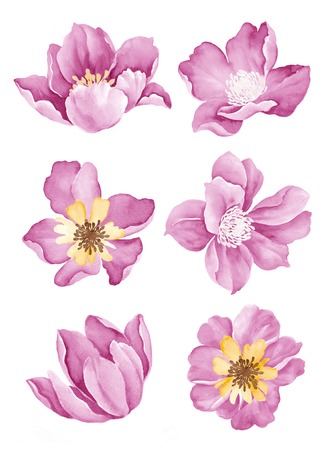watercolor illustration flower set in simple white backgroundの写真素材