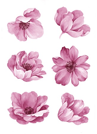 watercolor illustration flower set in simple white backgroundの写真素材