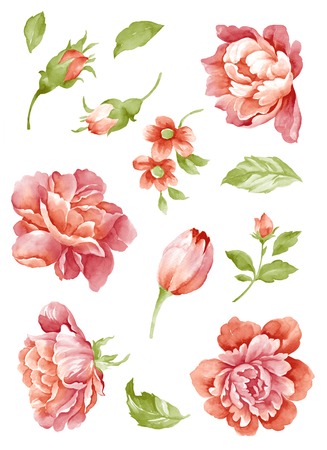 watercolor illustration flower set in simple white backgroundの写真素材