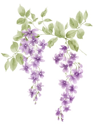 watercolor illustration Honeysuckle in simple backgroundの写真素材