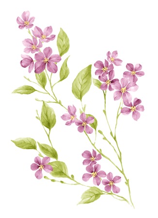 watercolor illustration Honeysuckle in simple backgroundの写真素材