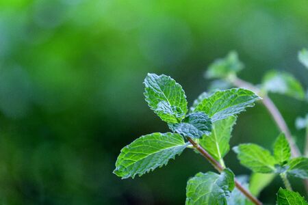 Green Mint in the gardenの写真素材