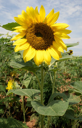 Sunflower in Marylandの写真素材
