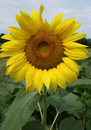 Sunflower in Marylandの写真素材