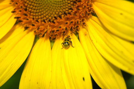 Sunflower with beeの写真素材