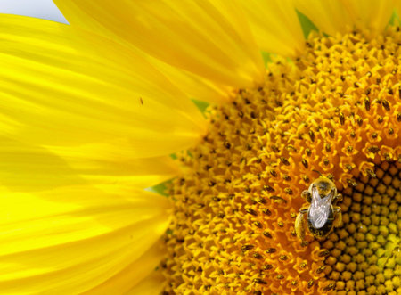 Sunflower with beeの写真素材