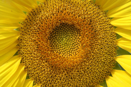 Sunflower in Marylandの写真素材