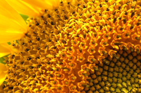 Sunflower in Maryland closeupの写真素材