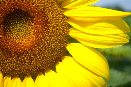 Sunflower in Marylandの写真素材