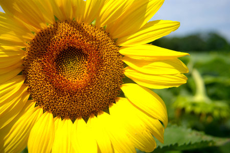 Sunflower in Marylandの写真素材