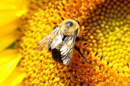 Bee on a sunflowerの写真素材