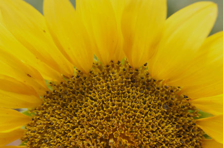 Sunflower in Marylandの写真素材