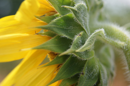 Sunflower in Marylandの写真素材