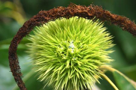 Sunflowers at Mckee Beshers Marylandの写真素材