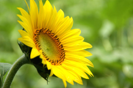 Sunflowers at Mckee Beshers Marylandの写真素材