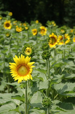 Sunflowers at Mckee Beshers Marylandの写真素材