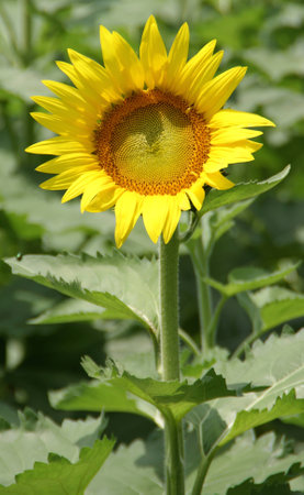 Sunflowerの写真素材