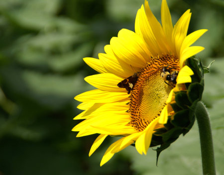 Sunflower close-up with beesの写真素材