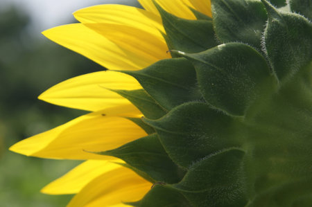 Sunflower macro close-upの写真素材