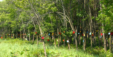 Bird houses in Vermontの写真素材