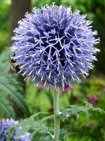 Blue Flower close-upの写真素材