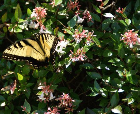 Butterfly on pink flower in Vermontの写真素材
