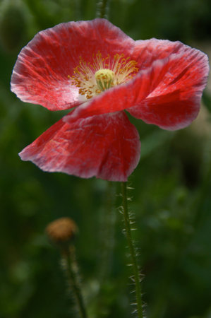 Poppies close upの写真素材