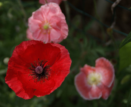 Poppies close upの写真素材