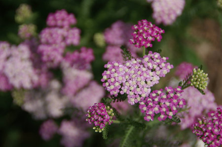 Small flowers close upの写真素材