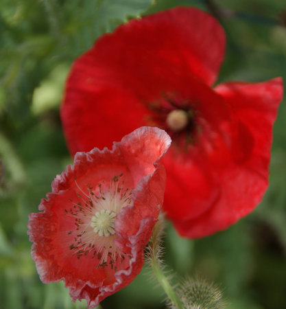 Poppies close upの写真素材