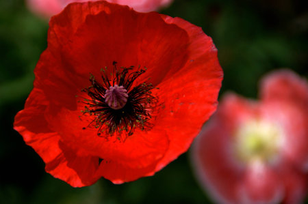 Poppy close upの写真素材