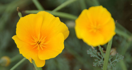 yellow poppieの写真素材