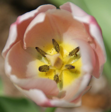 White and Pink Tulip Close Up at Sherwood Gardens, Baltimoreの写真素材