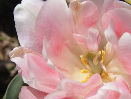 White and Pink Tulip close up at Sherwood Gardens, Baltimoreの写真素材