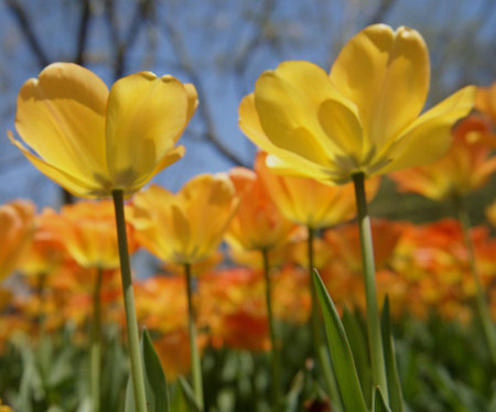 Yellow Tulip close up at Sherwood Gardens, Baltimoreの写真素材