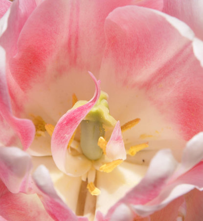 White and Pink Tulip close up at Sherwood Gardens, Baltimoreの写真素材