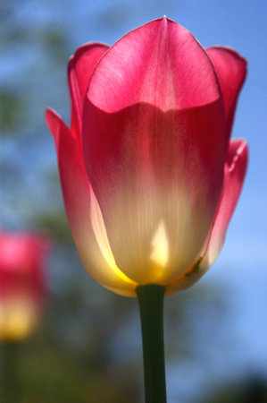 Red Tulip close up at Sherwood Gardens, Baltimoreの写真素材