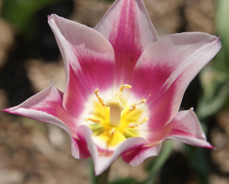 Pink Tulip close up at Sherwood Gardens, Baltimoreの写真素材